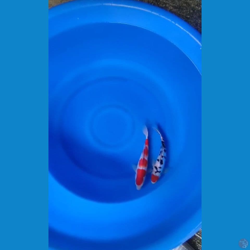 Kohaku 4 step/ Tancho 25-26cm