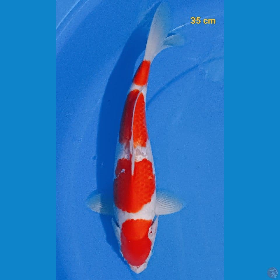 kohaku AKF Male 35 cm