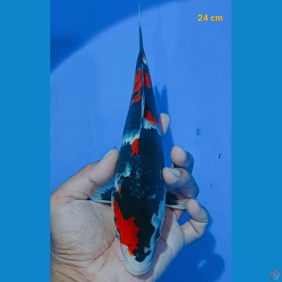 showa 24 cm