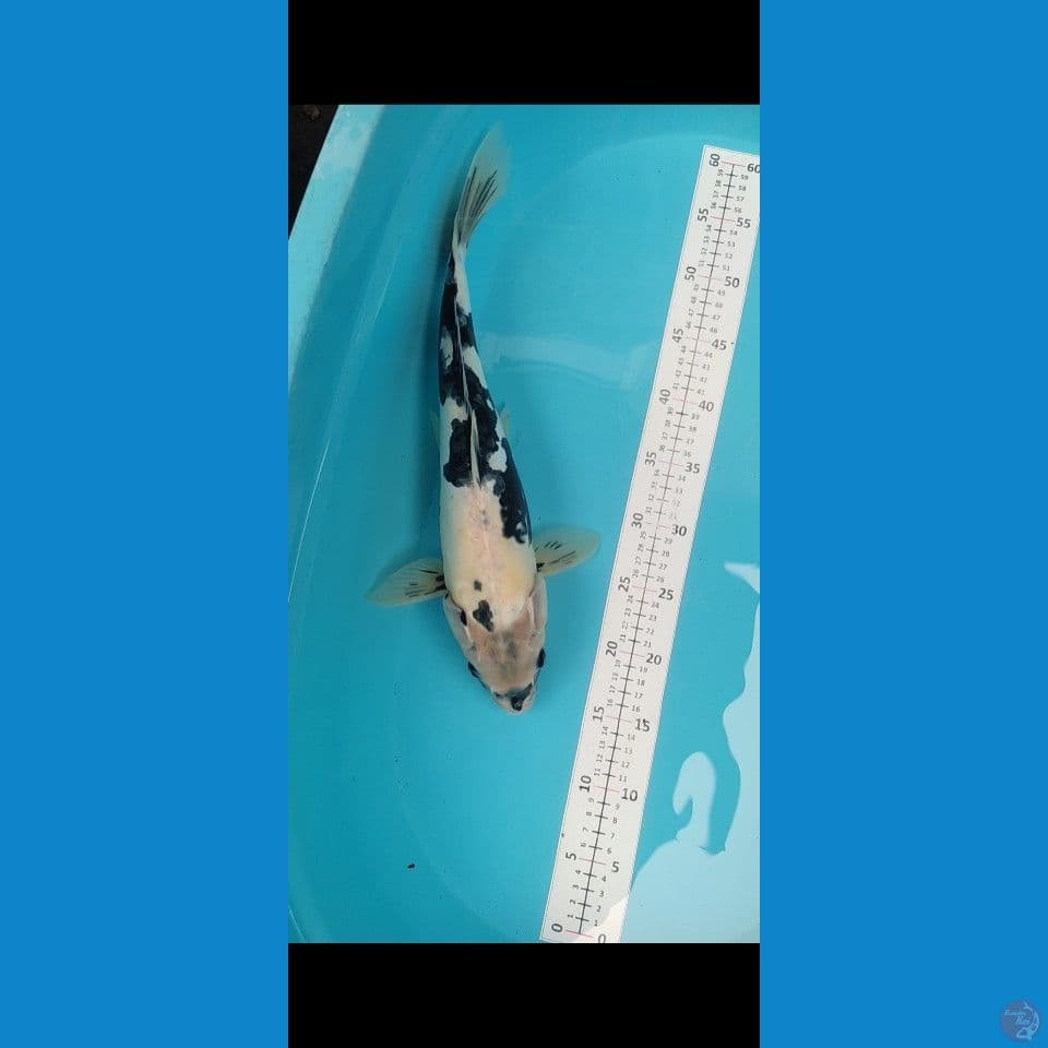 Doitsu Shiro 43cm Calon Induk