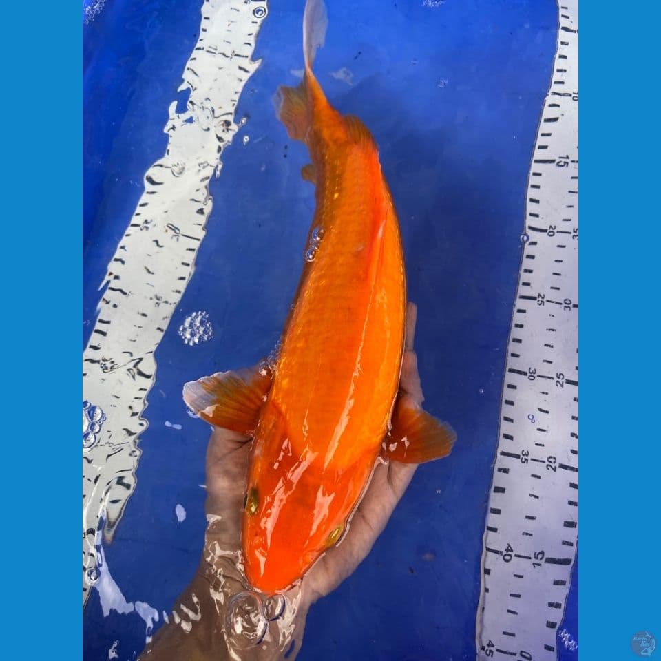 red karasi ginrin