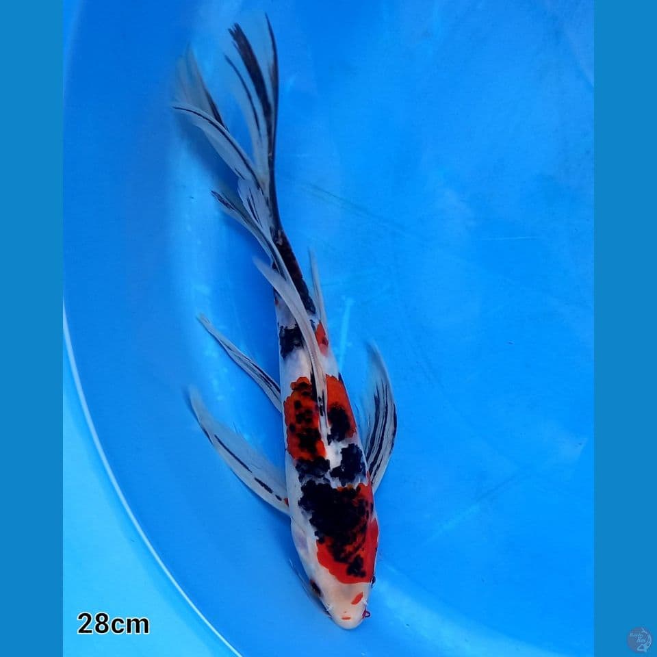 KUMPAI SANKE 28CM