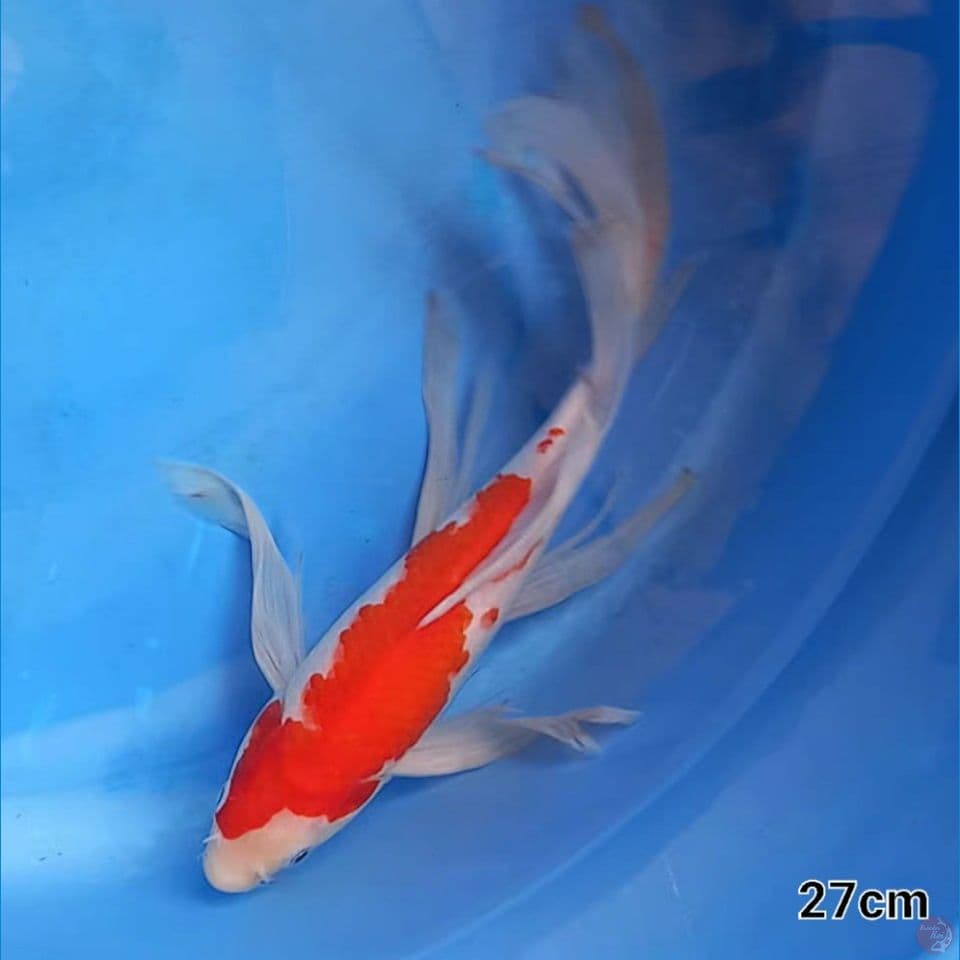 KUMPAI KOHAKU 27CM