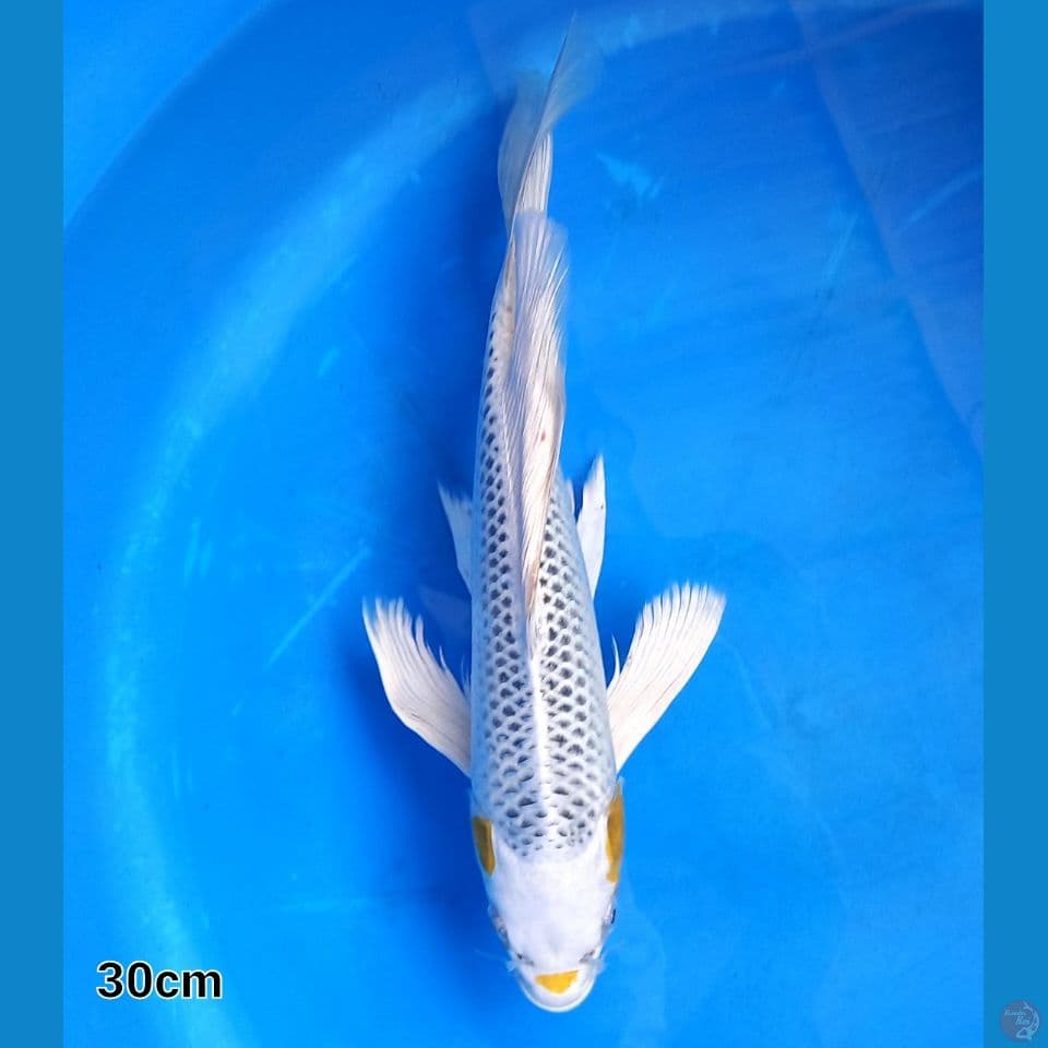 MARU YELLOW KUJAKU 30CM