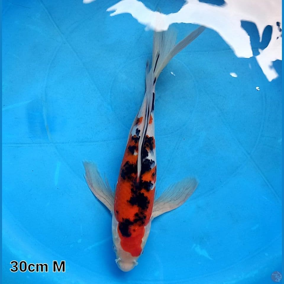 KUMPAI SANKE 30CM MALE