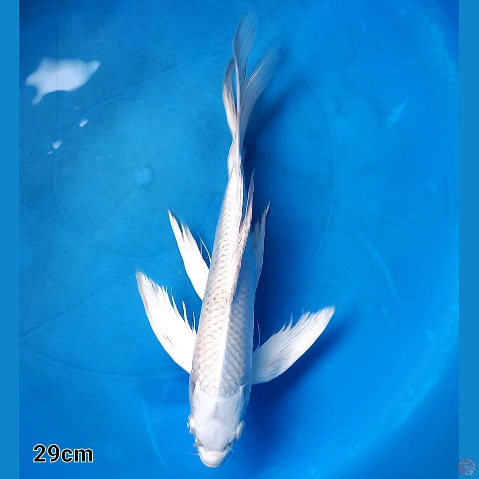 KUMPAI PLATINUM 29CM