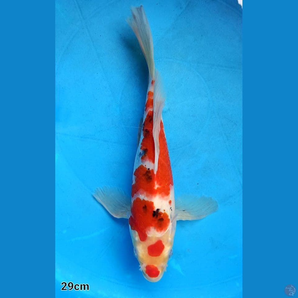 KUMPAI TATEGOI SANKE 29CM
