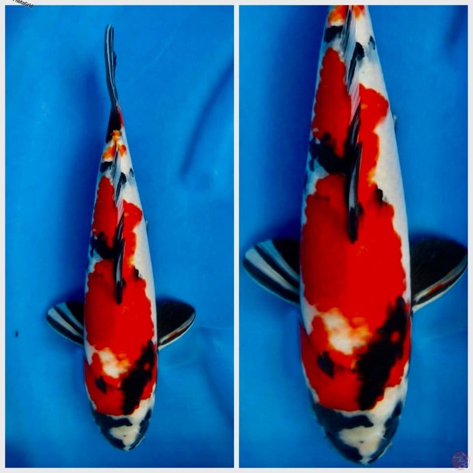 Red showa F1 sakai 34cm