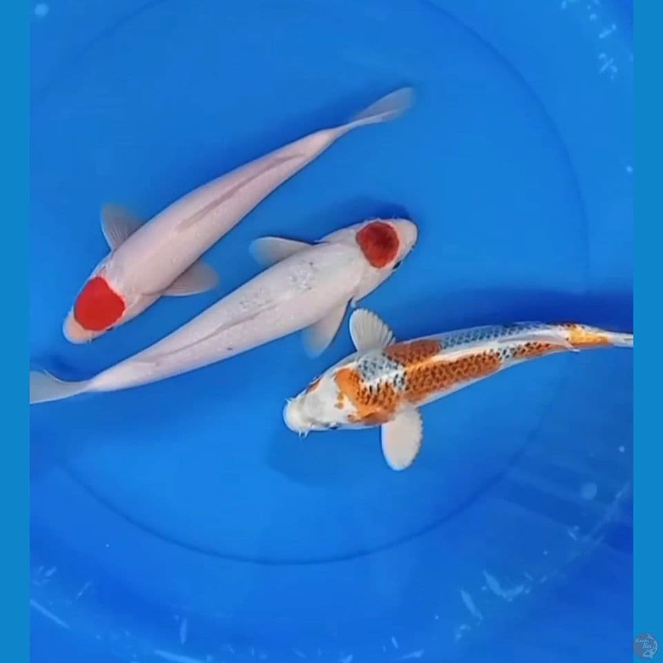 TANCO KOHAKU TANCO AI KOROMO KUJAKU 27-29-31 CN