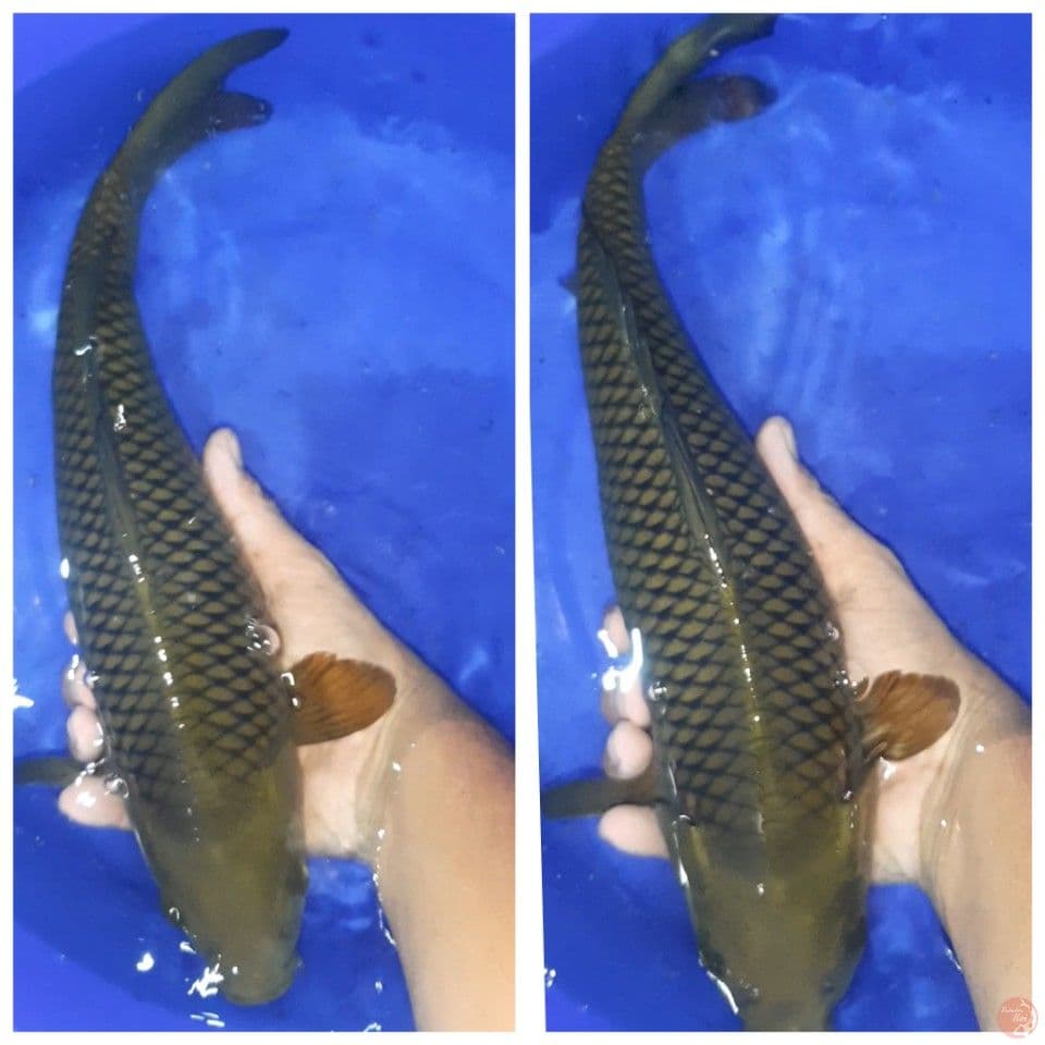 midori 30cm uncheck
