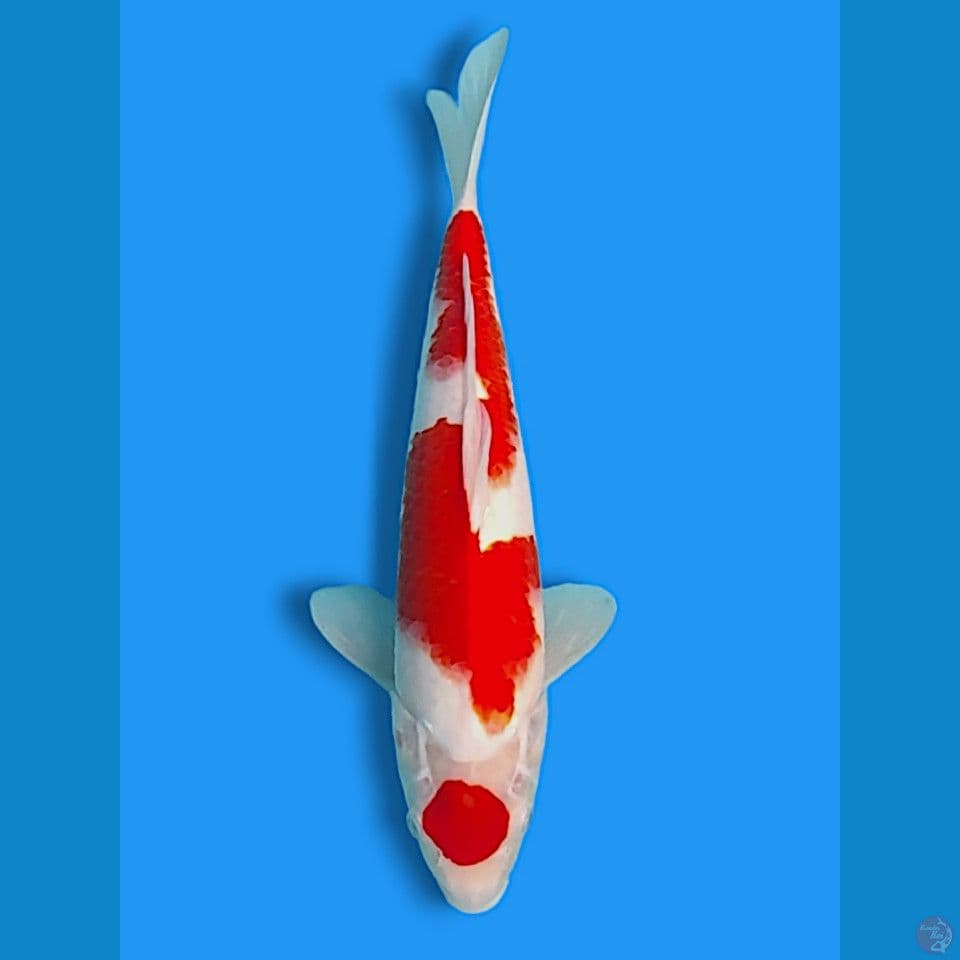 maruten kohaku 38cm