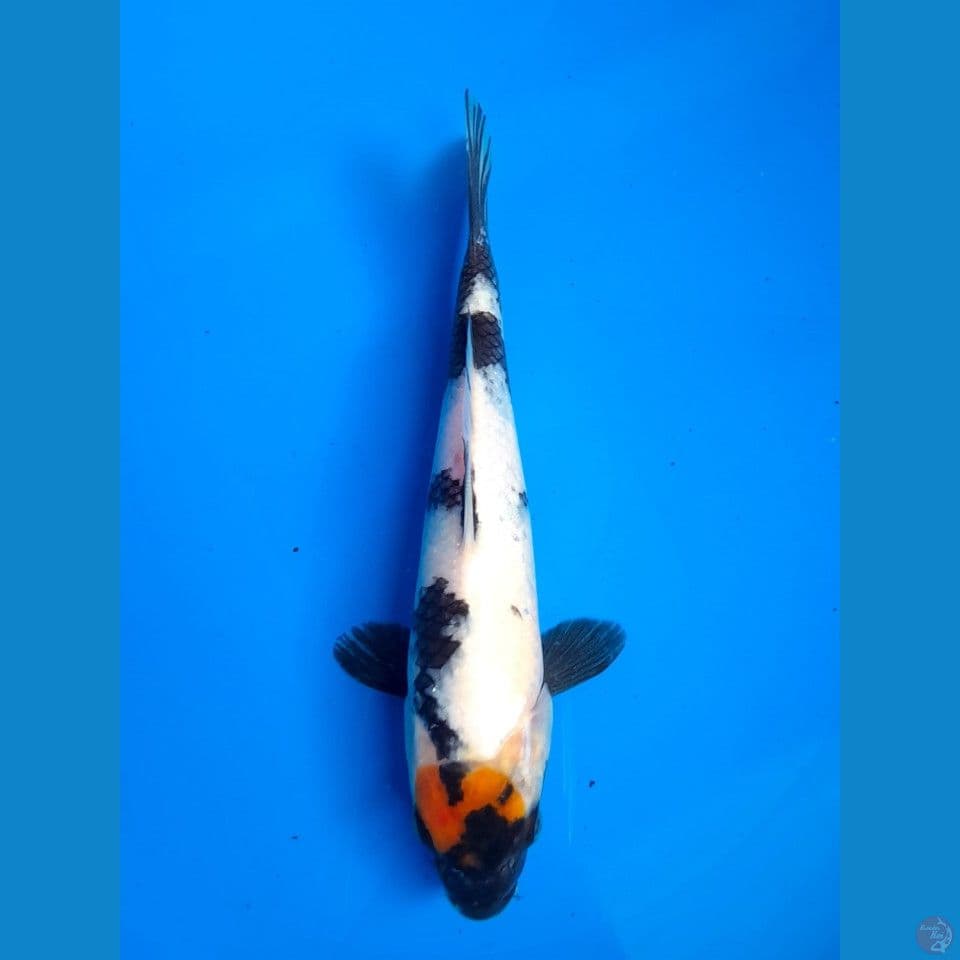 Tanco Showa 25cm