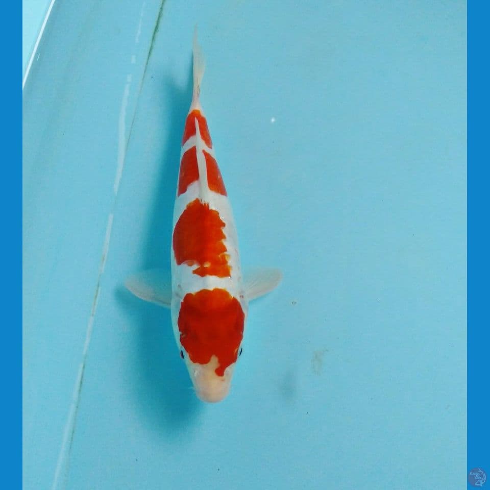kohaku aragoke 23cm