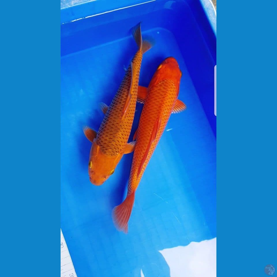 DUO CARAMEL HQ 30 CM (MALE)