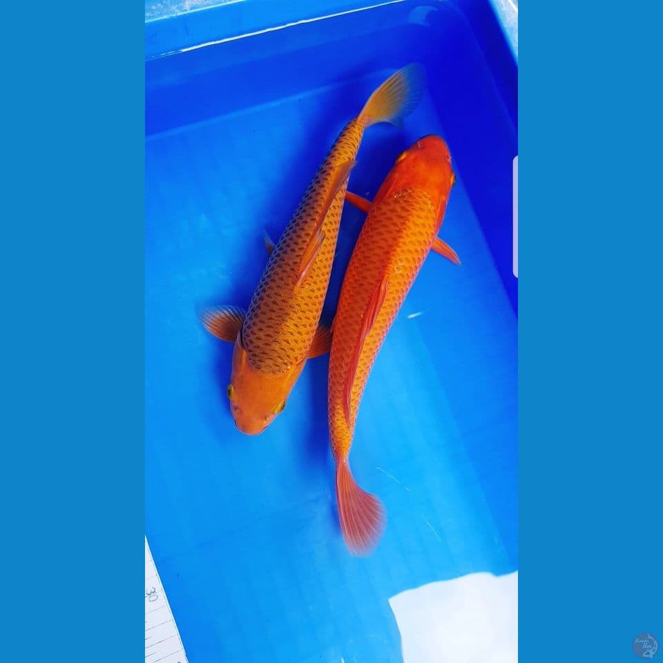 DUO CARAMEL HQ 30 CM (MALE)