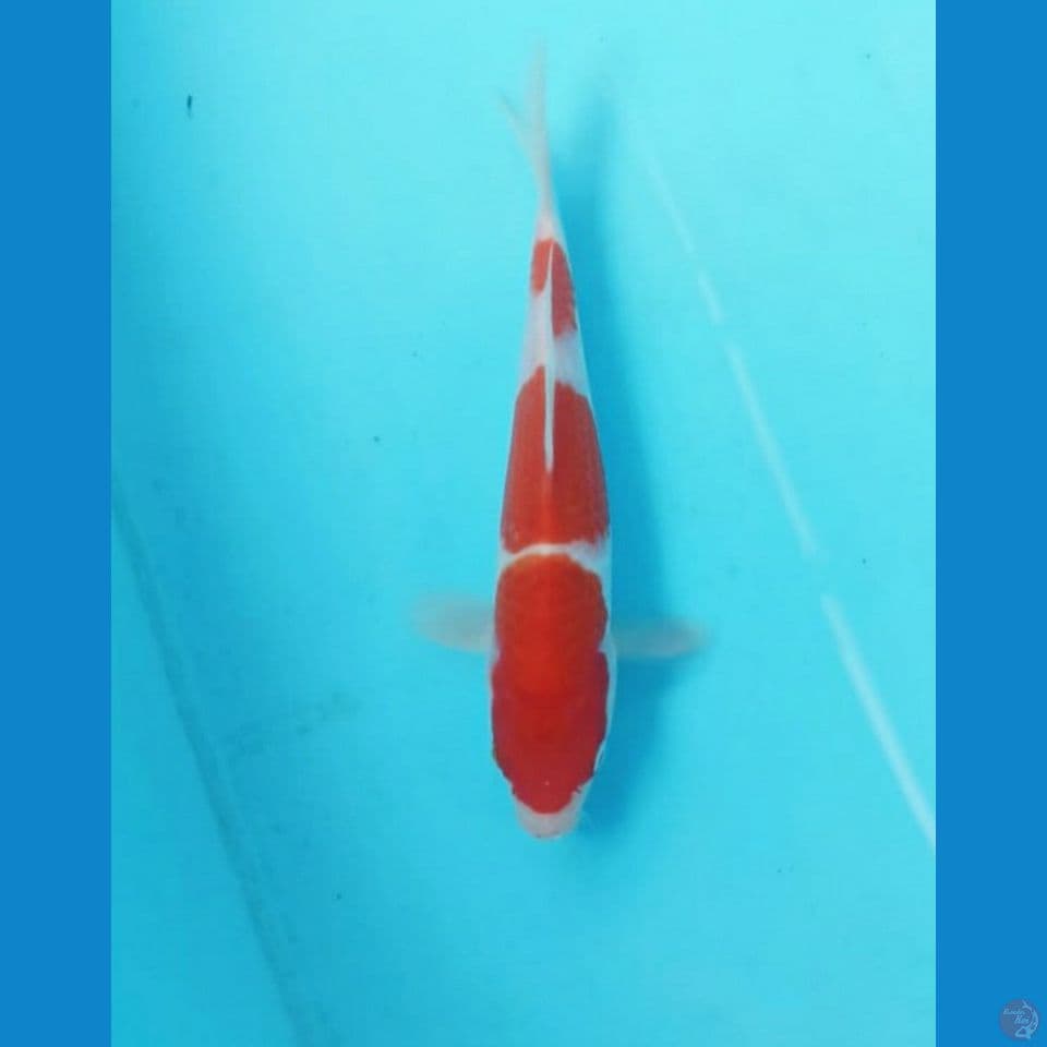 Kohaku 21cm