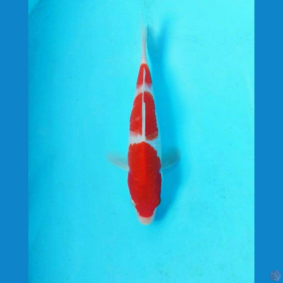 Kohaku 20cm