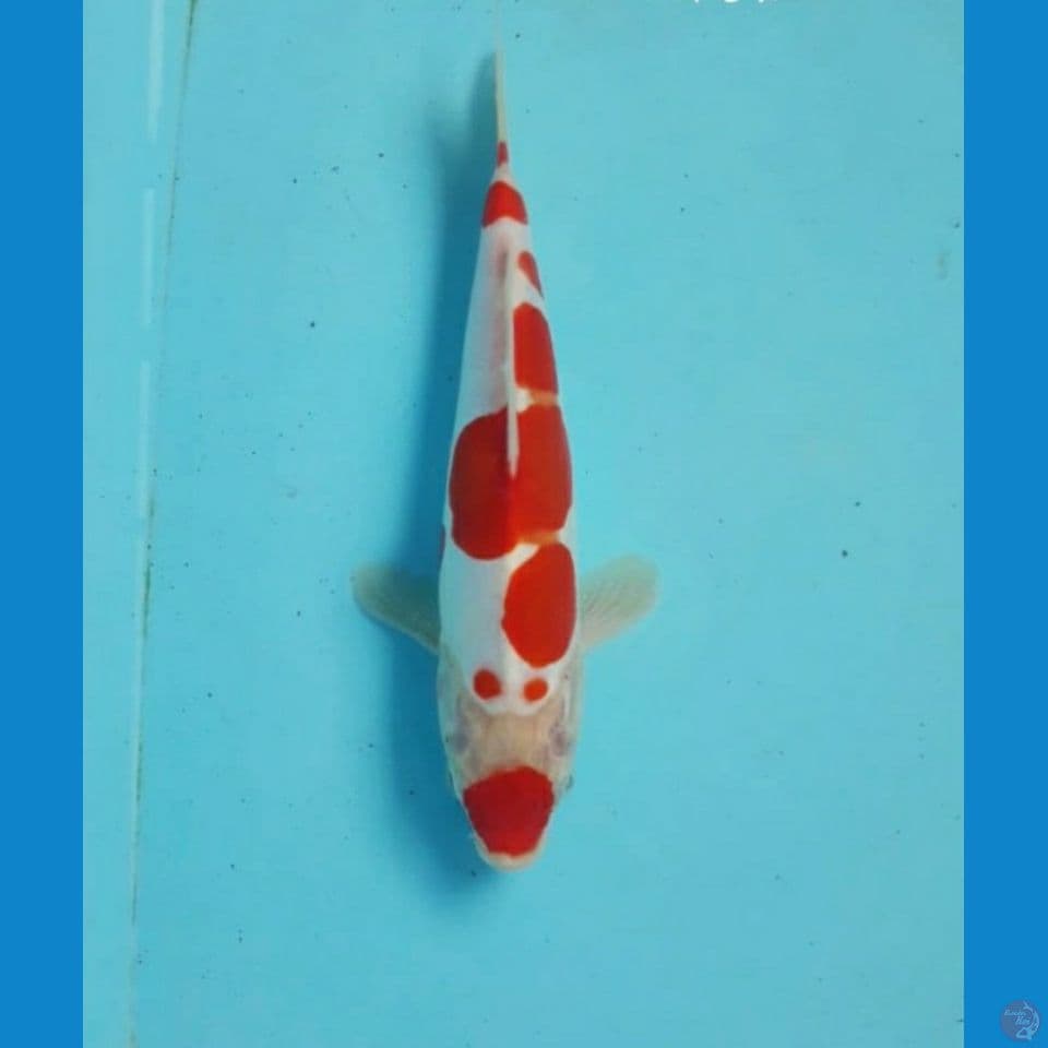 Kohaku doitsu 21cm