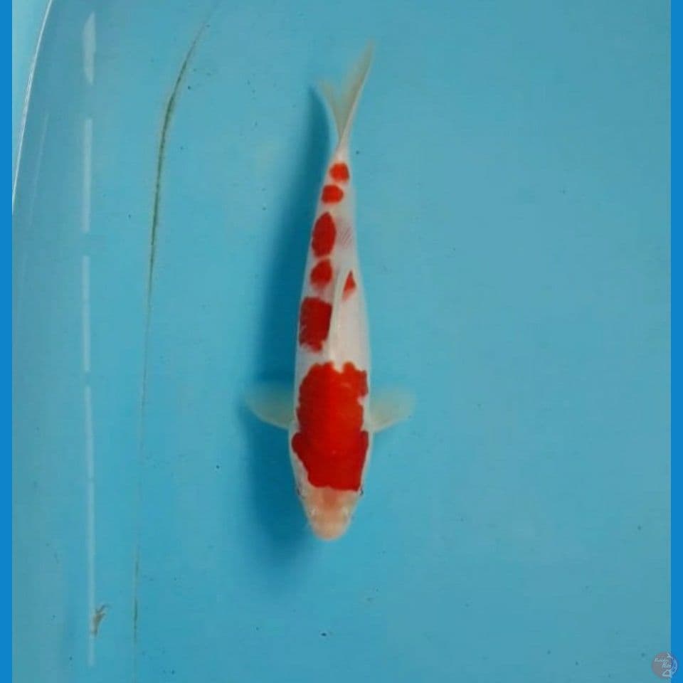 Kohaku 22cm
