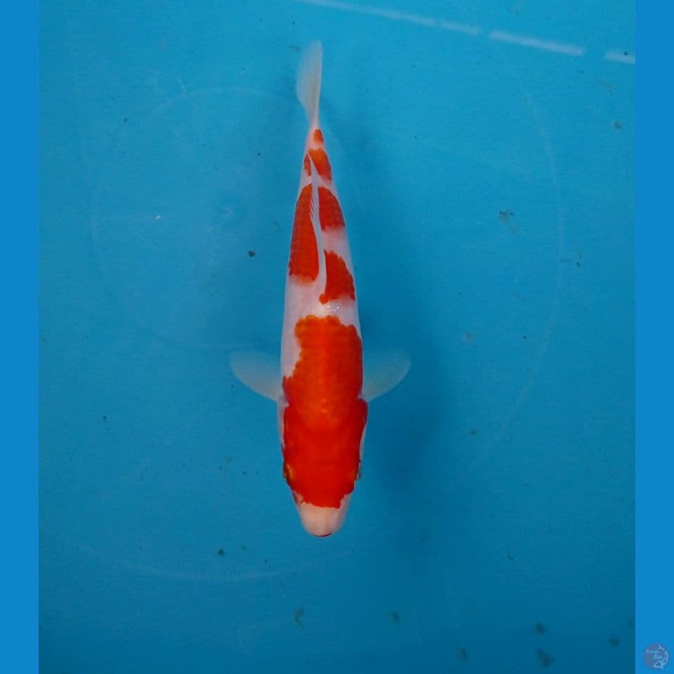 kohaku, 18 cm