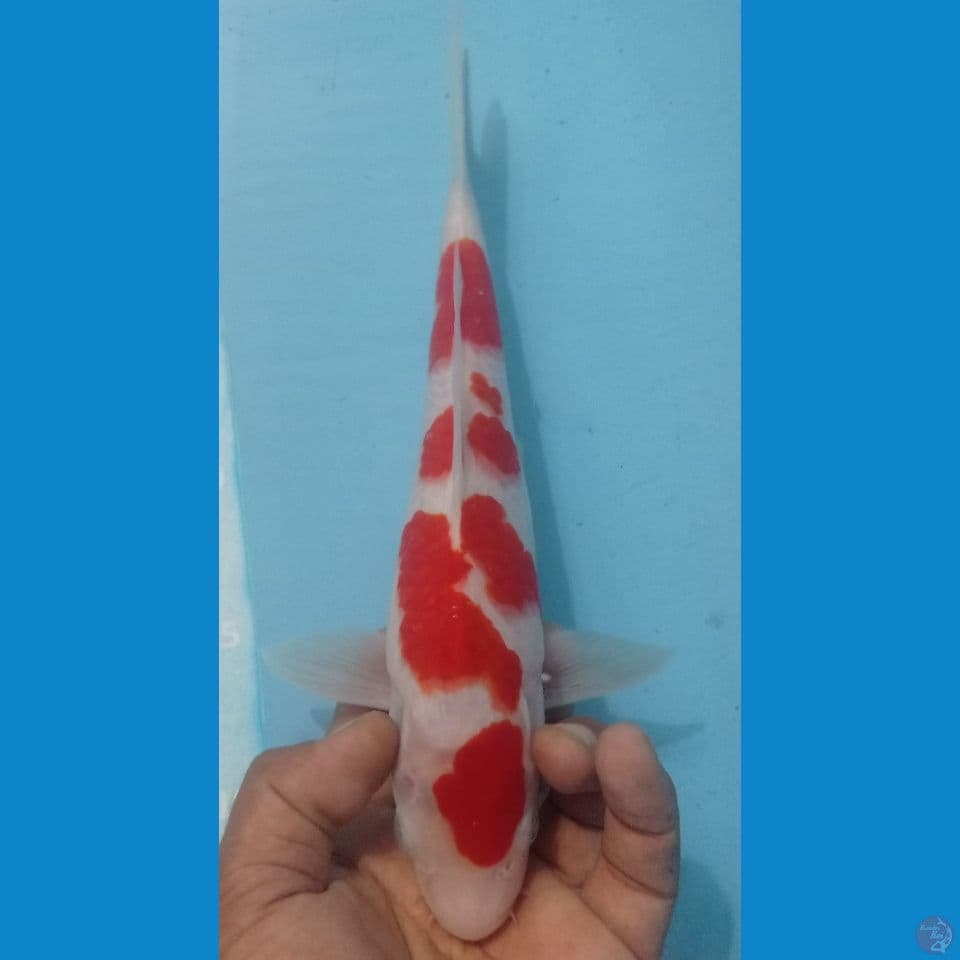 kohaku 28