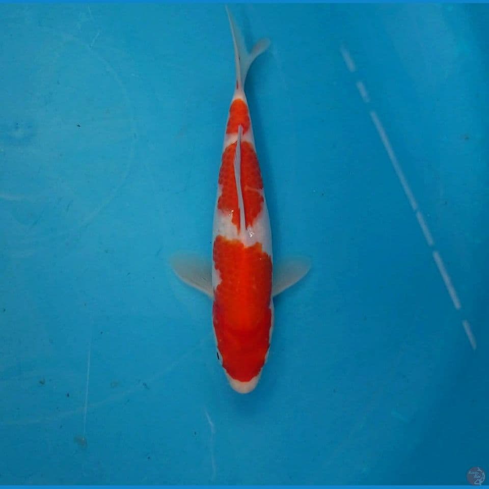 kohaku, 18 cm