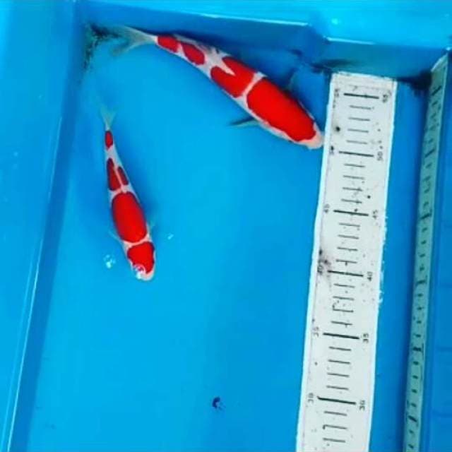 Kohaku.size .15.size.20.cm