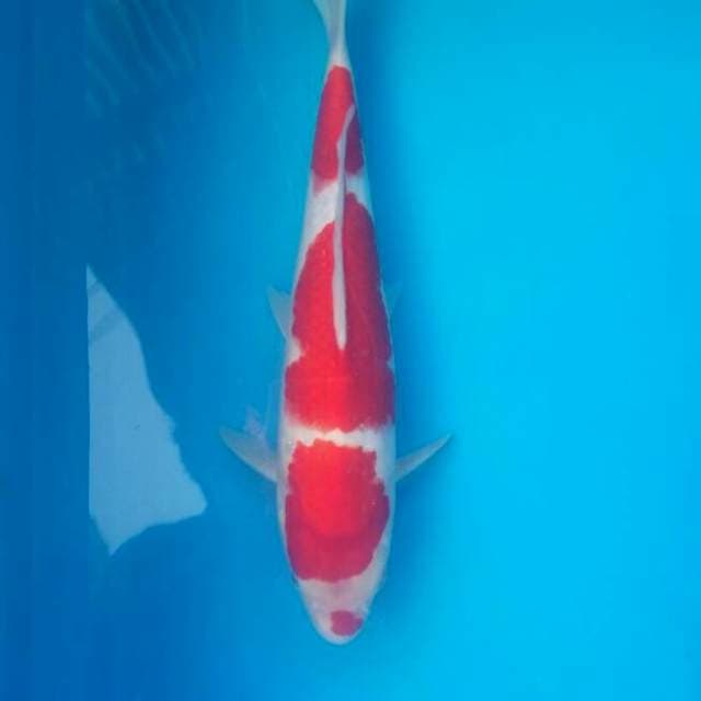 Kohaku SAKAI fish farm