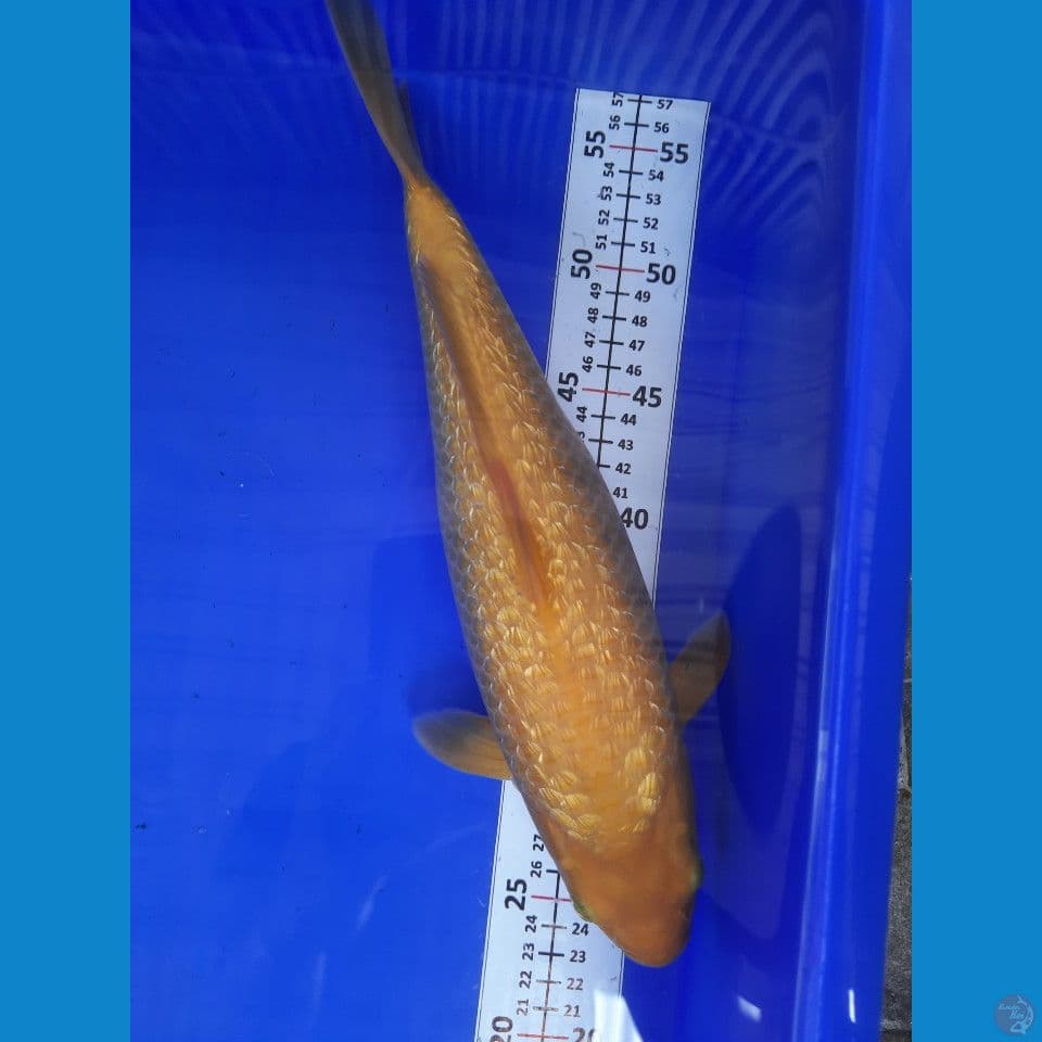 35cm