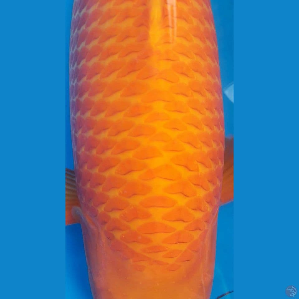 caramel 51 cm sisik joss