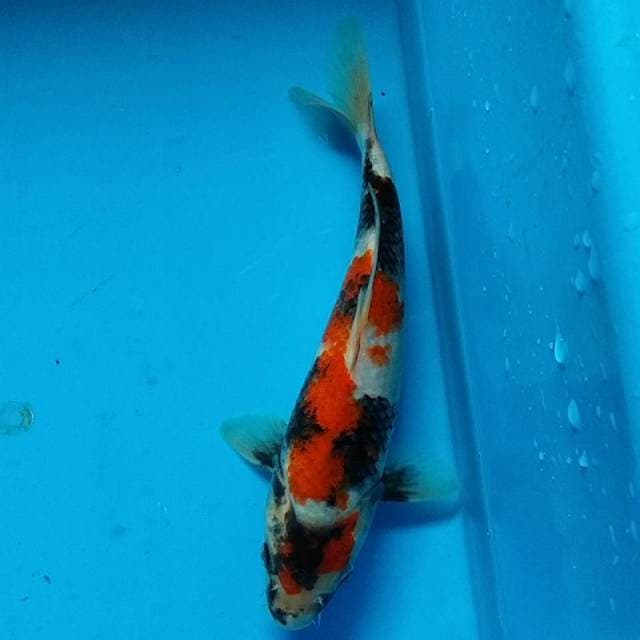 Showa 20 cm