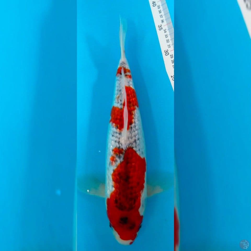 GOSHIKI KINGINRIN 35CM MALE