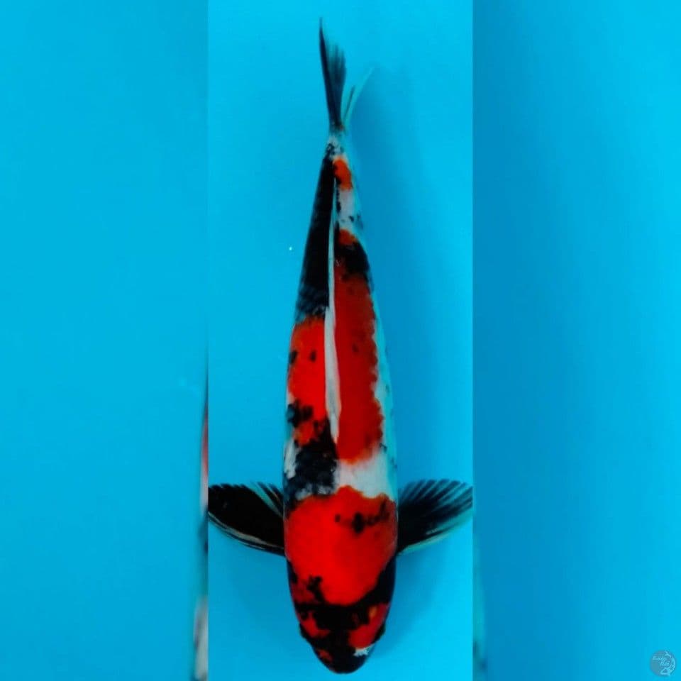 SHOWA SUPER QUALITY 35CM MALE