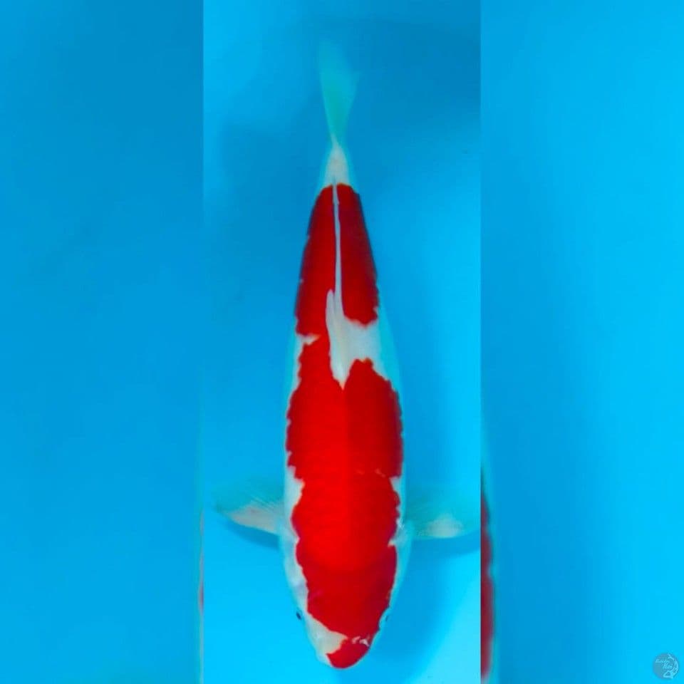 KOHAKU 37CM FEMALE