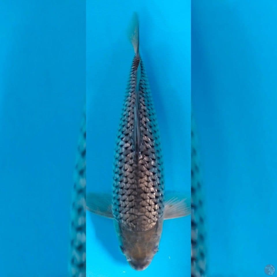 SORAGOI KINGINRIN 40CM MALE