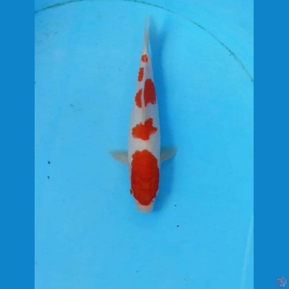 Kohaku 20cm