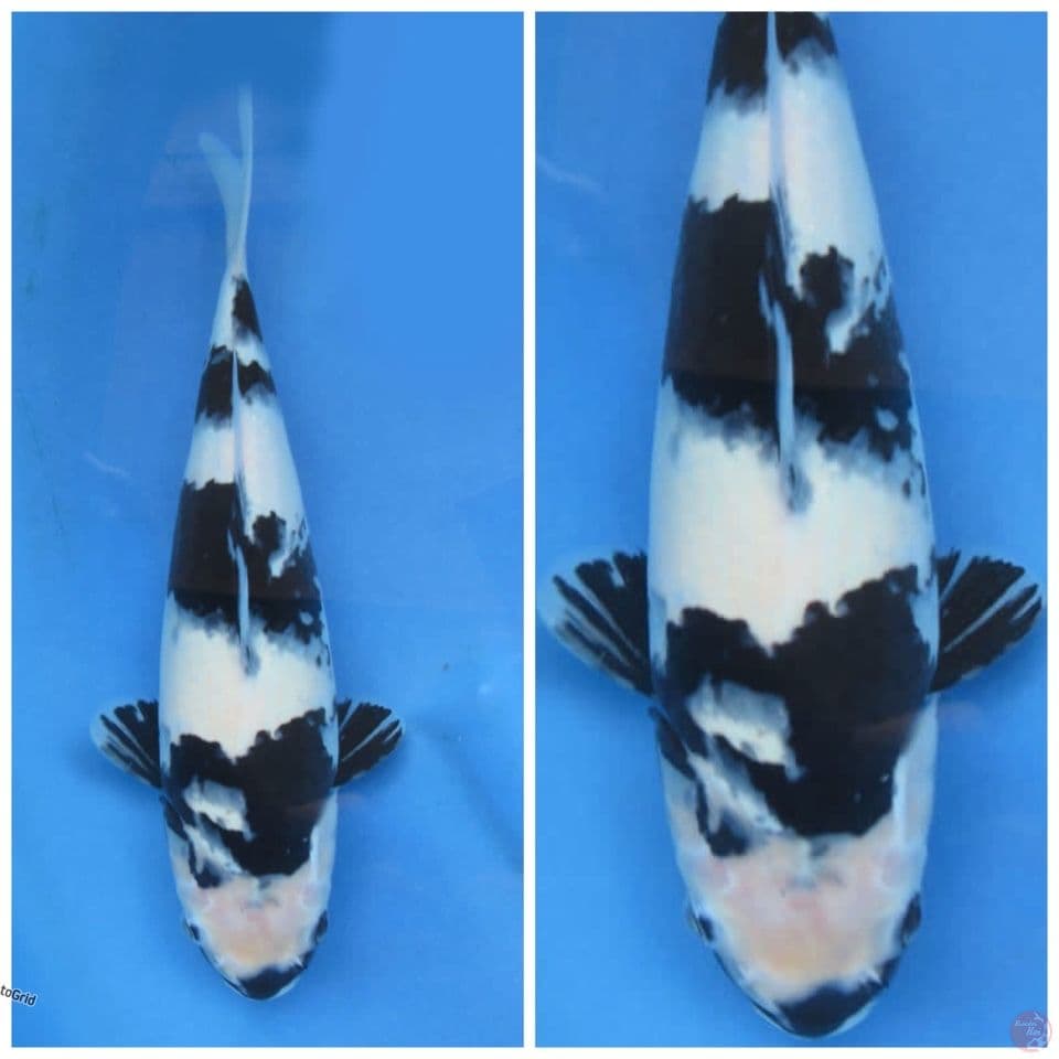Siro putih salju 30cm tategoi F1