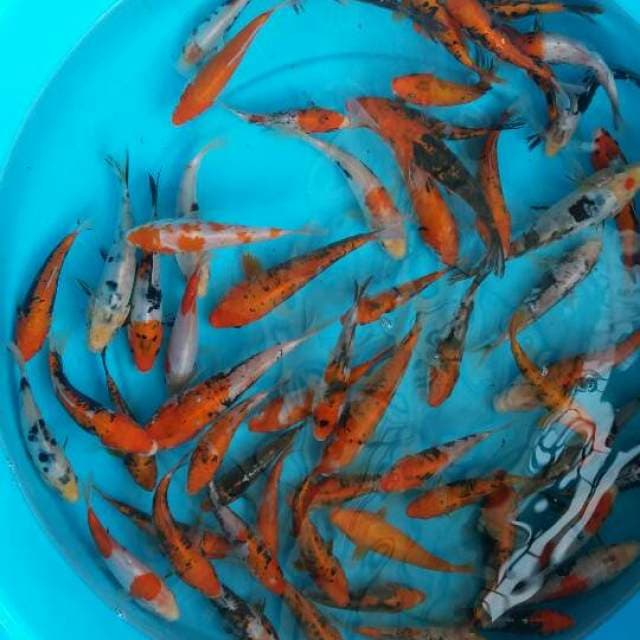 Mix kumonriyu dan beni kumorinyu 65 ekor