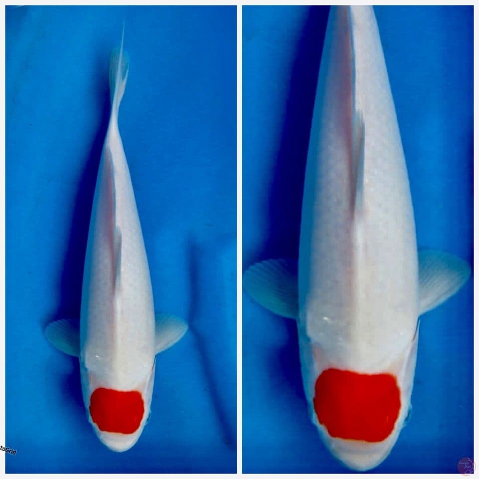 Tancho kohaku ori F1 Sakai 30 cm