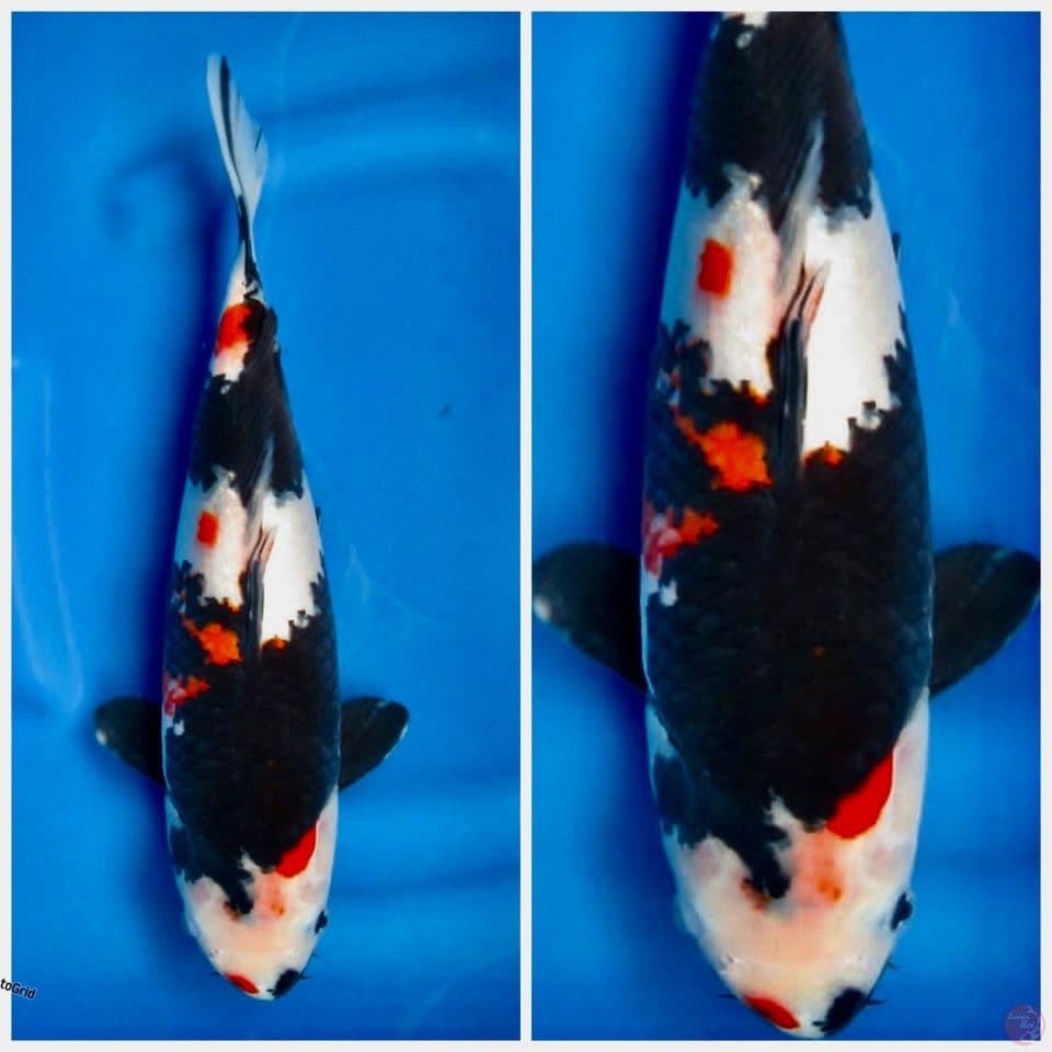 Kindai Showa F1 sakai 35cm
