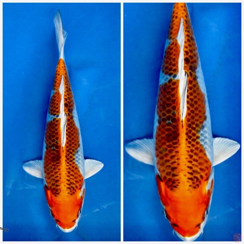 Kujaku super F1 marusai 28cm