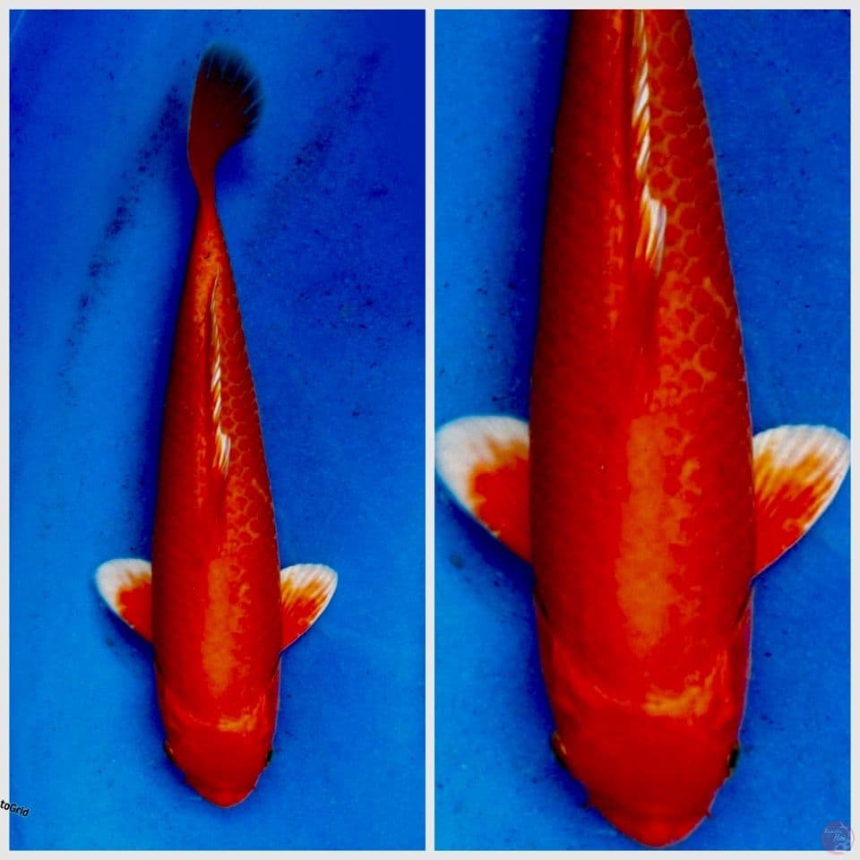 Red Hikarimoyomono 32cm