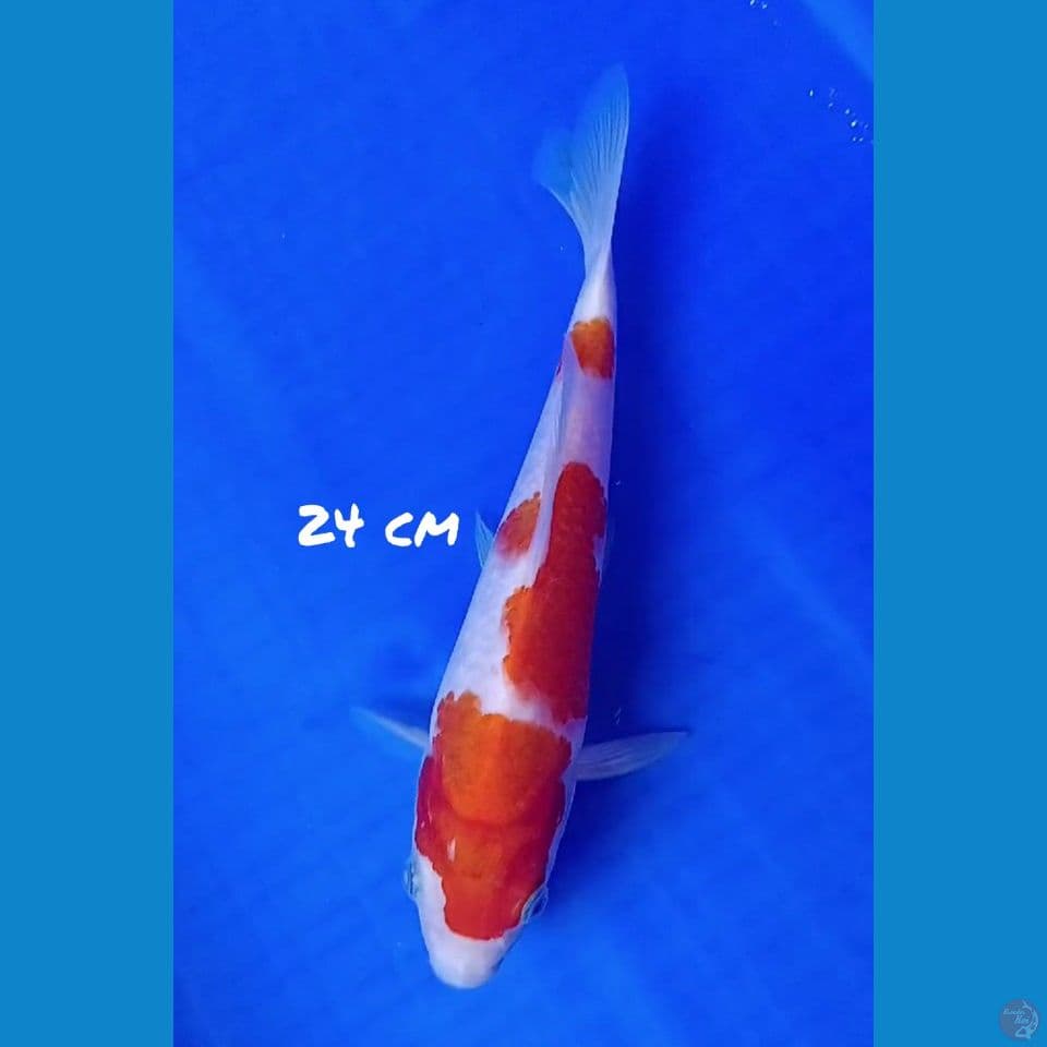 24cm KOHAKU