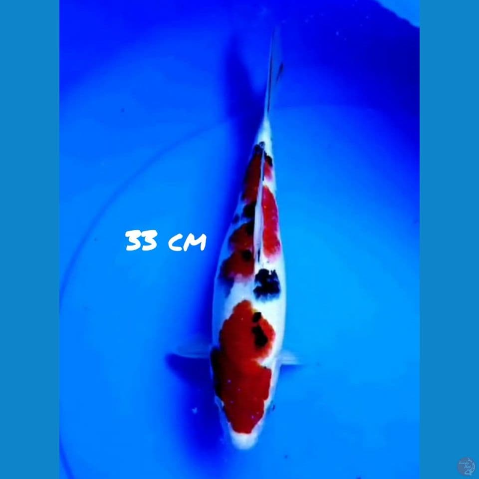 33cm SANKE HQ