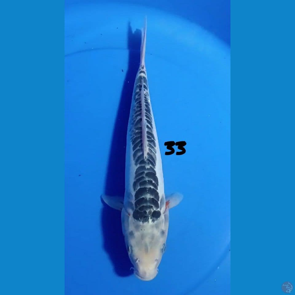 33 CM SUSHUI