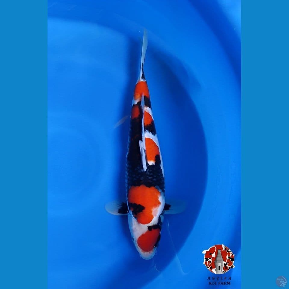 SHOWA BAHAN ARENA 45CM FEMALE