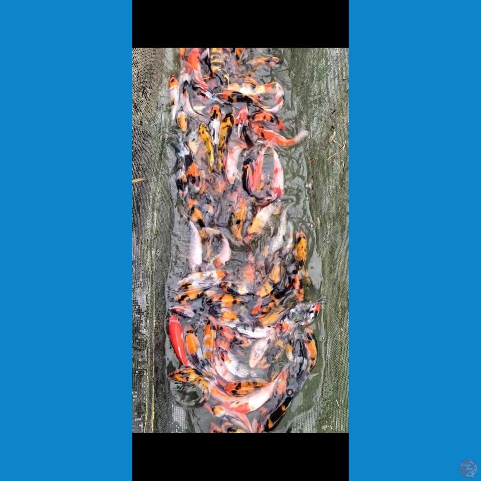 Showa Ginrin mix Sisik 13-20cm 115ekor