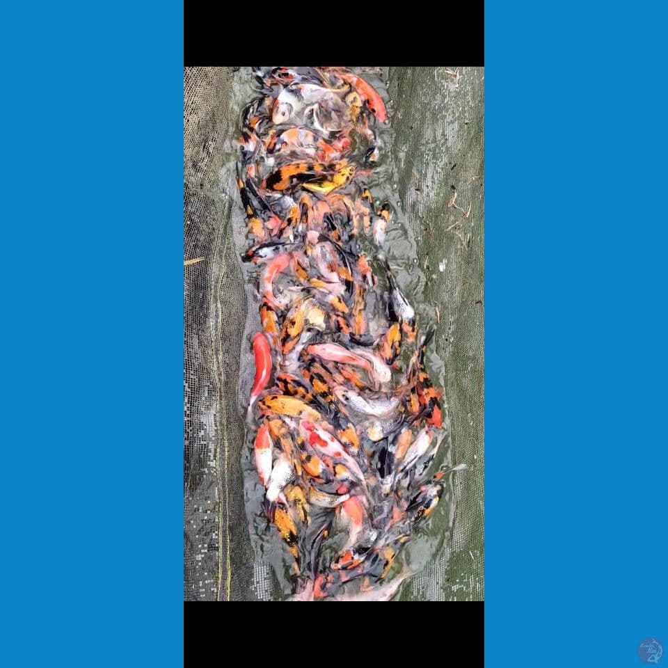 Showa Ginrin mix Sisik 13-20cm 115ekor
