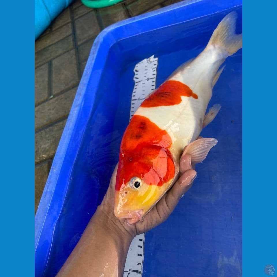 40 kohaku doit