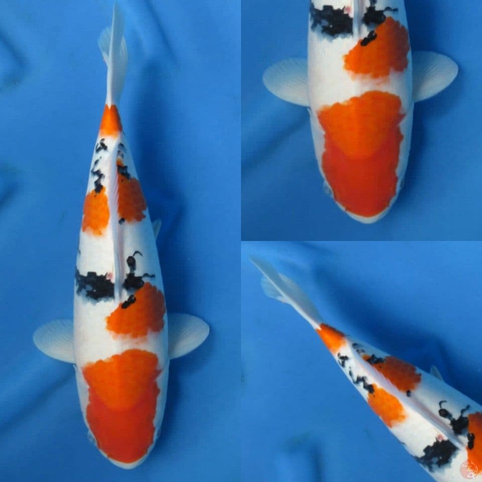 38cm , Sanke calon jumbo
